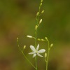Belozarka vetvita - Anthericum ramosum 0225